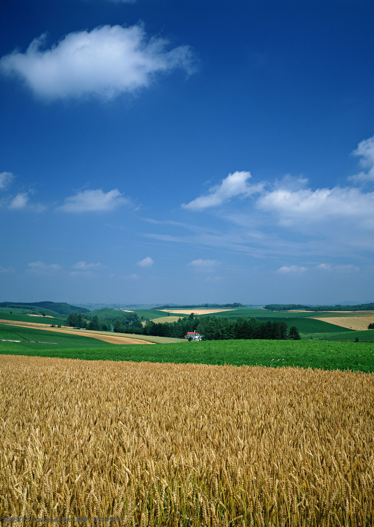 金黄的麦地 成熟的麦地 麦田 麦地 美丽的农场 农场 牧场 田野 土地 田地 田园风光 乡村风光 自然景观