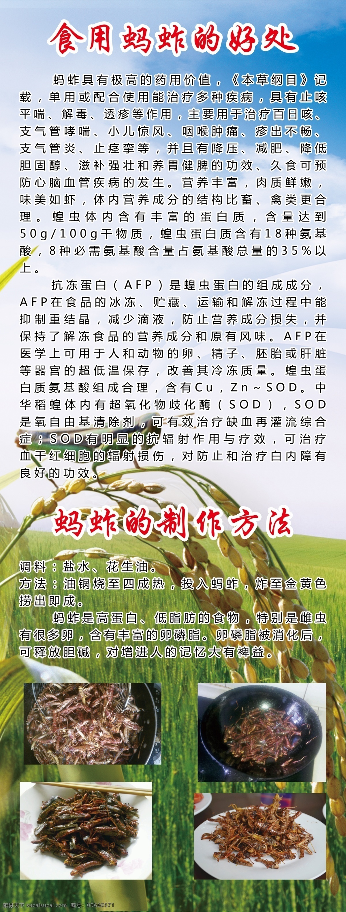 食用 蚂蚱 好处 制作方法 蚂蚱的营养 白色