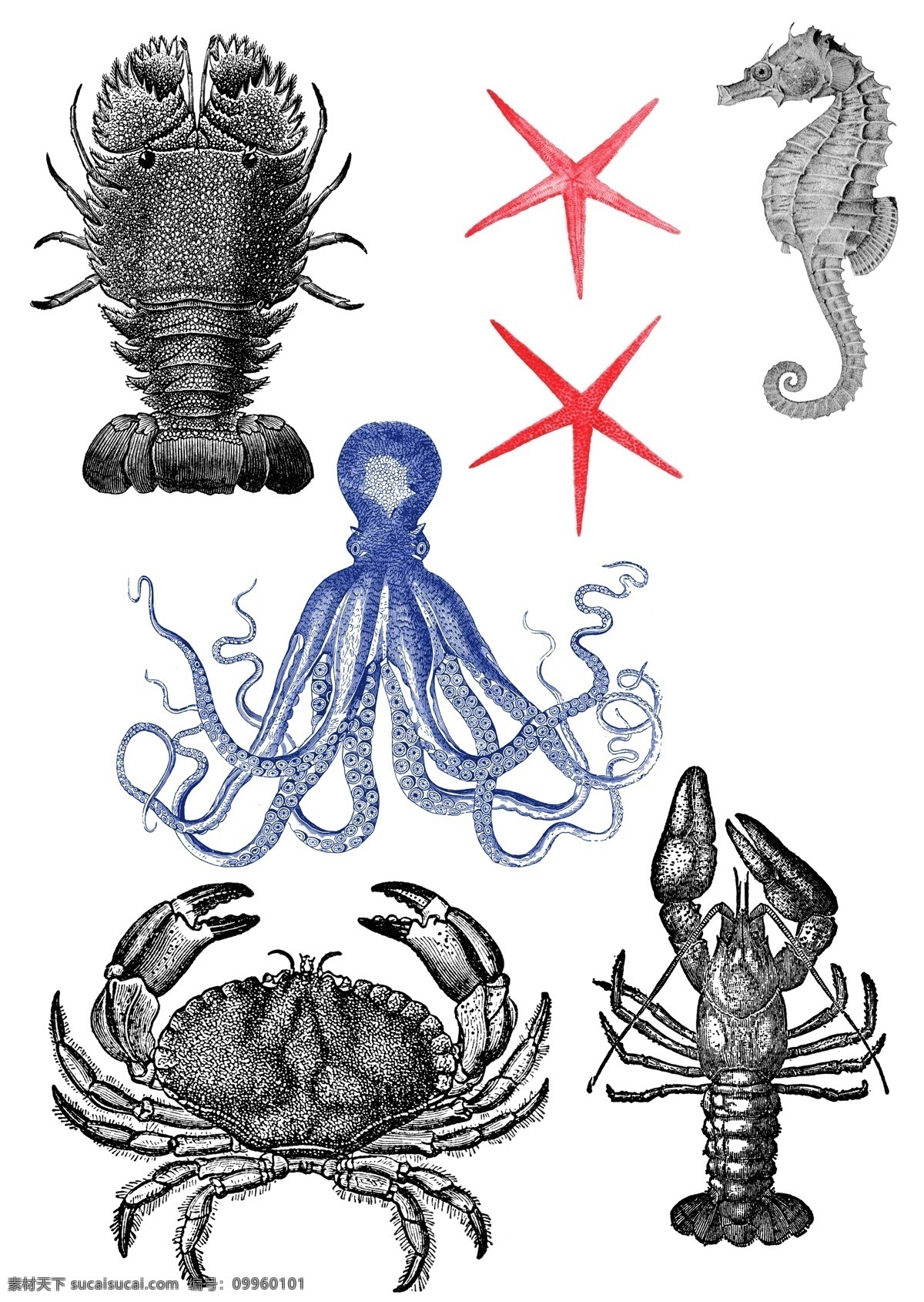 素描 绘制 海洋 各类 生物 动物 海洋生物 虾 龙虾 海虾 章鱼 海星 海马 螃蟹 素描绘画 海洋素材 印花素材 t恤印花
