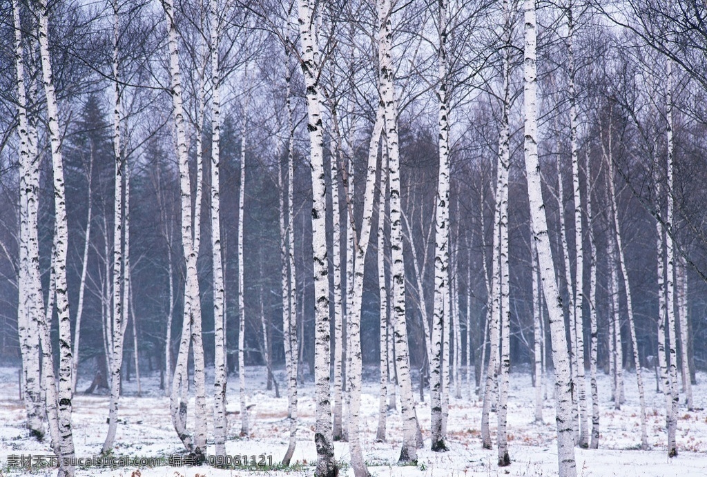 白桦树林 白桦树 树枝 枝丫 山林 树林 树木 雪景 雪原 深林 生物世界 树木树叶