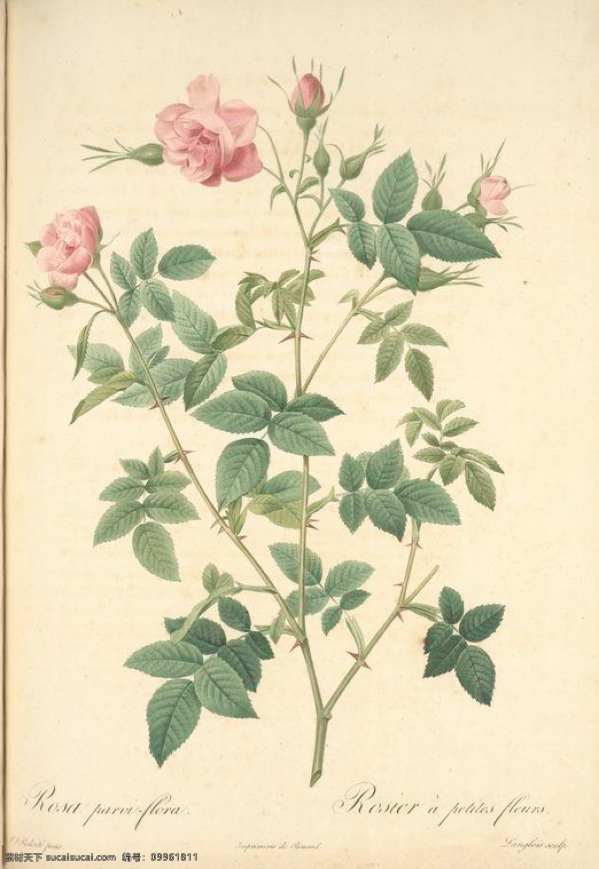 复古 油画 花朵 花 花卉 玫瑰 手绘 艺术名画 植物图 文化艺术