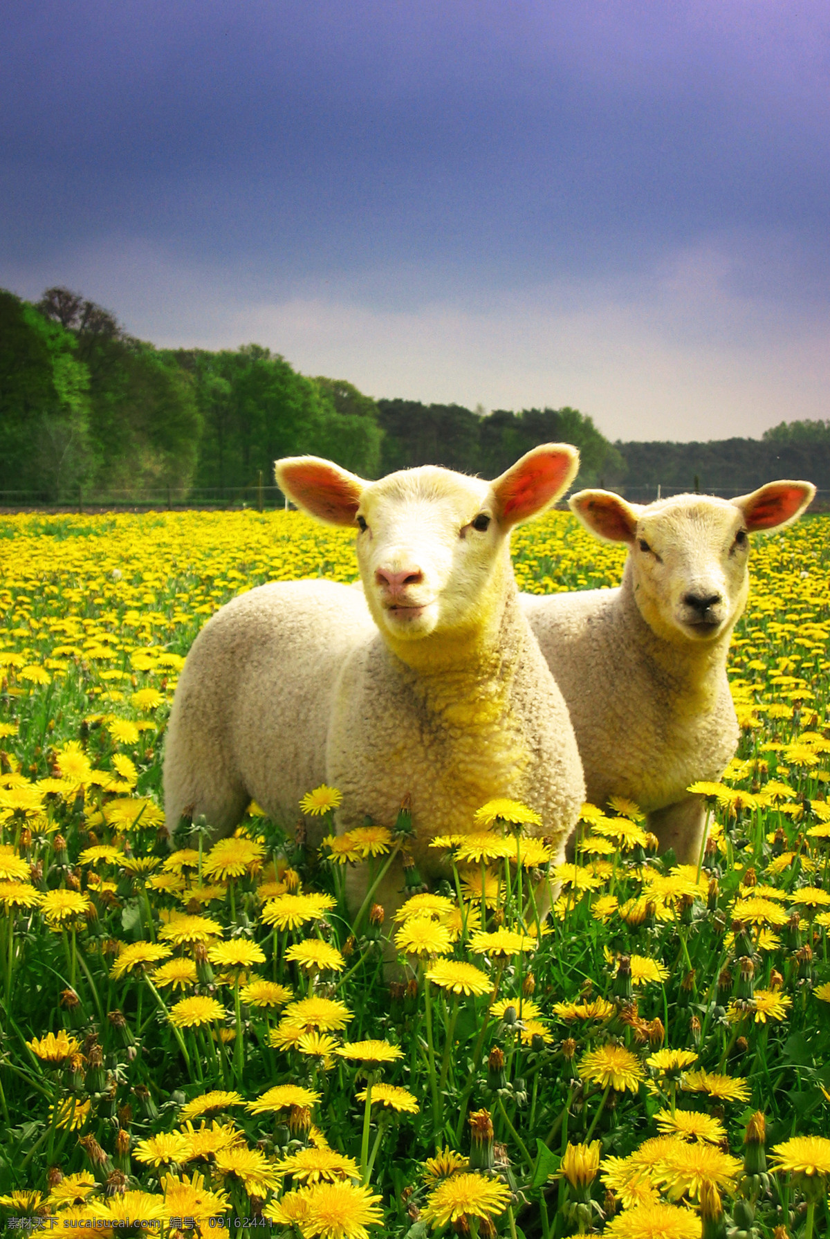 绵羊图片素材 绵羊 牧场 羊 羊群 动物世界 摄影图 陆地动物 生物世界