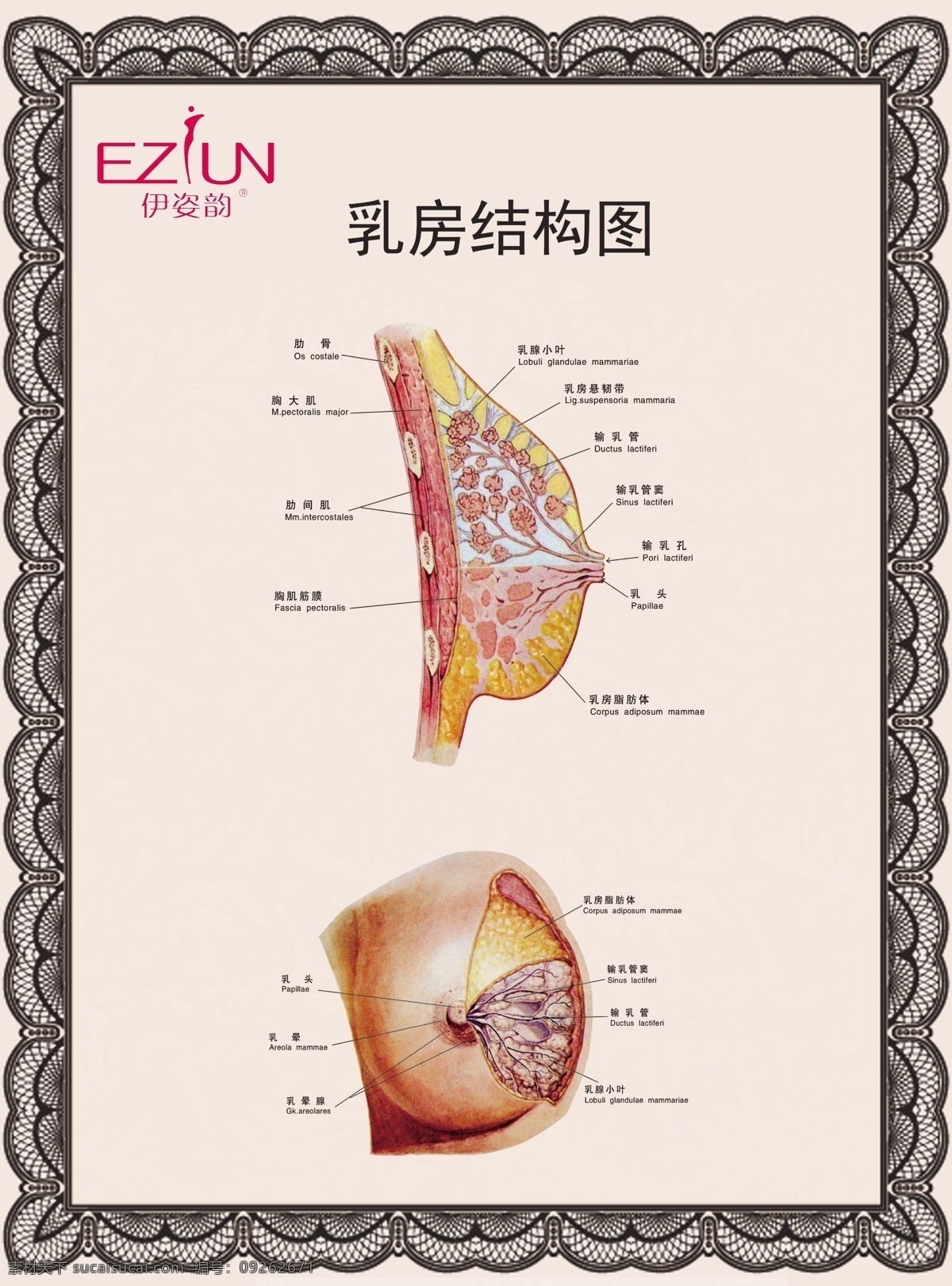 胸部结构图 胸部分解图 胸部分析图 胸部概率图 胸部标示图