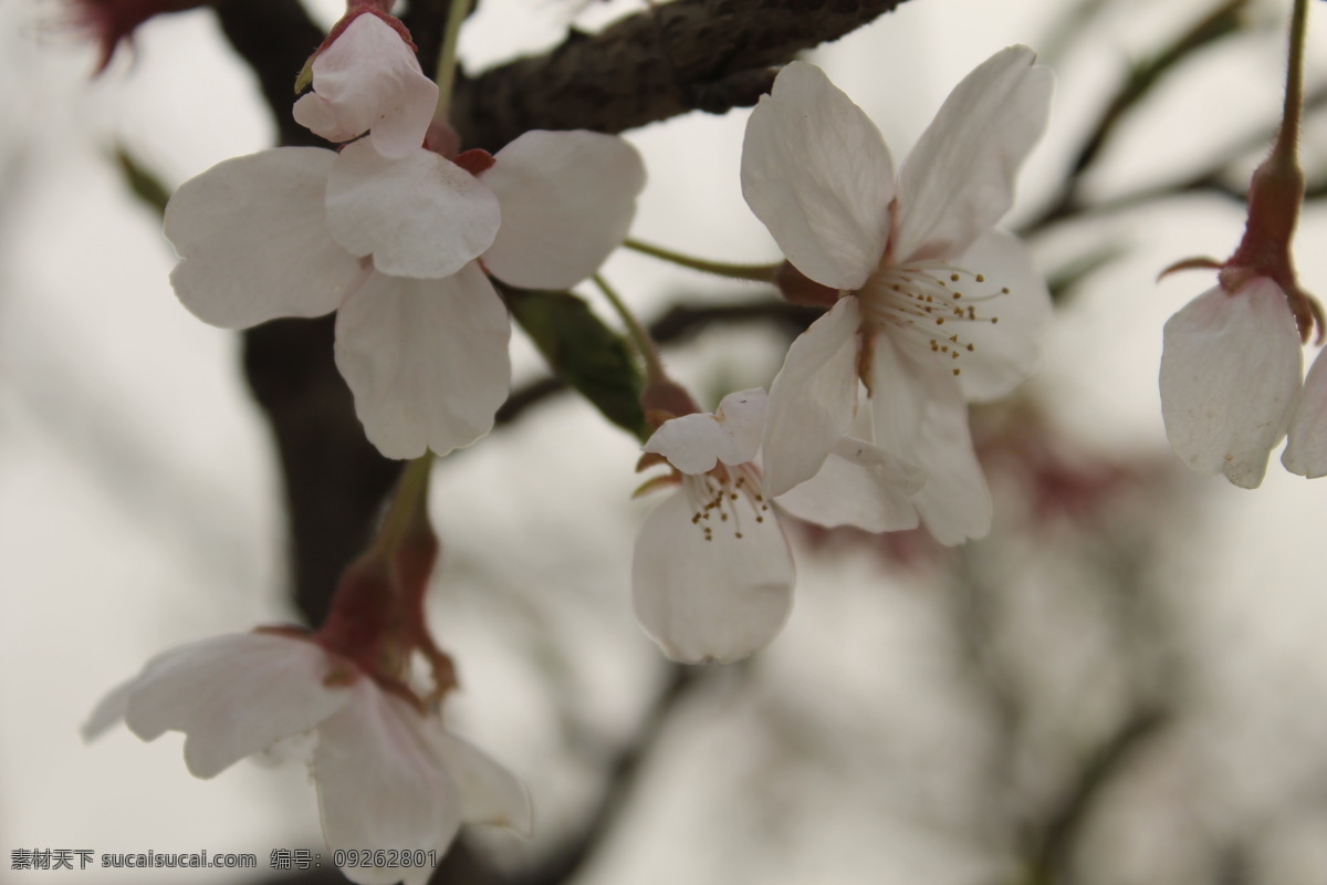 花朵 春天 花草 美景 生物世界 特写 微距 摄影花朵 樱花 psd源文件