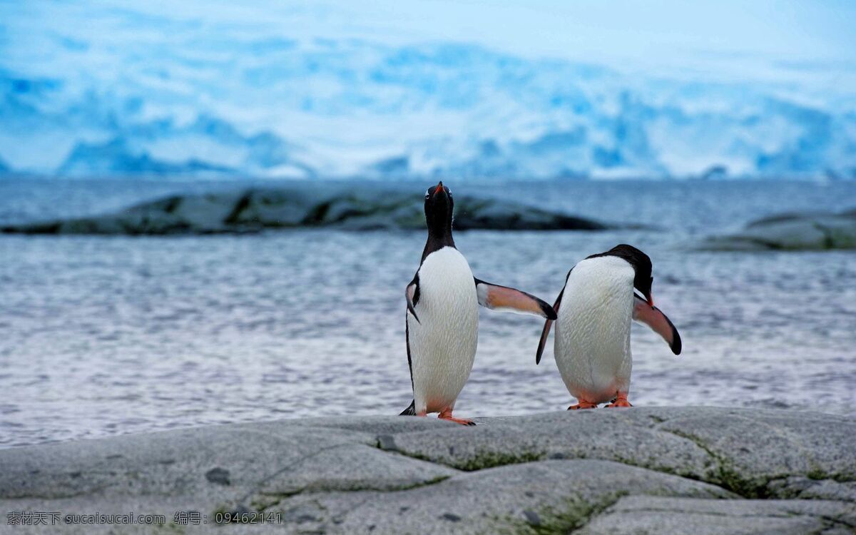 qq 小企鹅 大企鹅 企鹅宝宝 南极企鹅 闪动企鹅 鸟类 南极 北极 生物世界