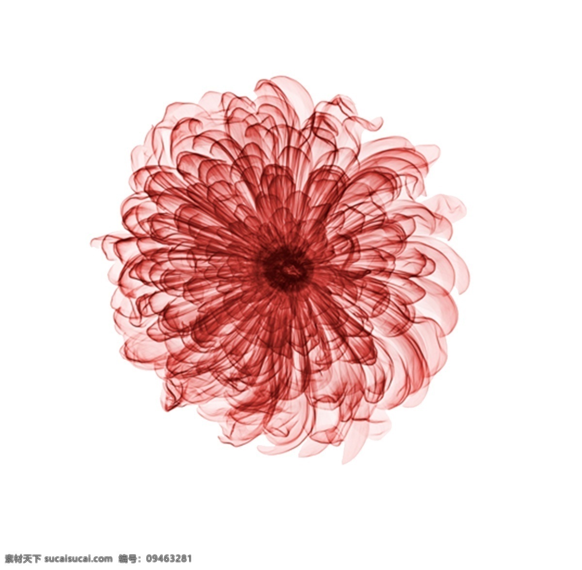 红色 菊花 装饰 图案 花朵 花草 植物