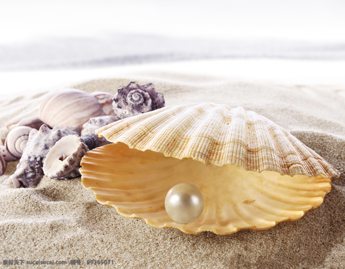 晶莹剔透 珍珠 贝壳 大海 沙滩 海洋生物 沙滩上的珍珠 珍珠贝壳海螺 上 里 彩色贝壳背景 海边海螺 海边 白色