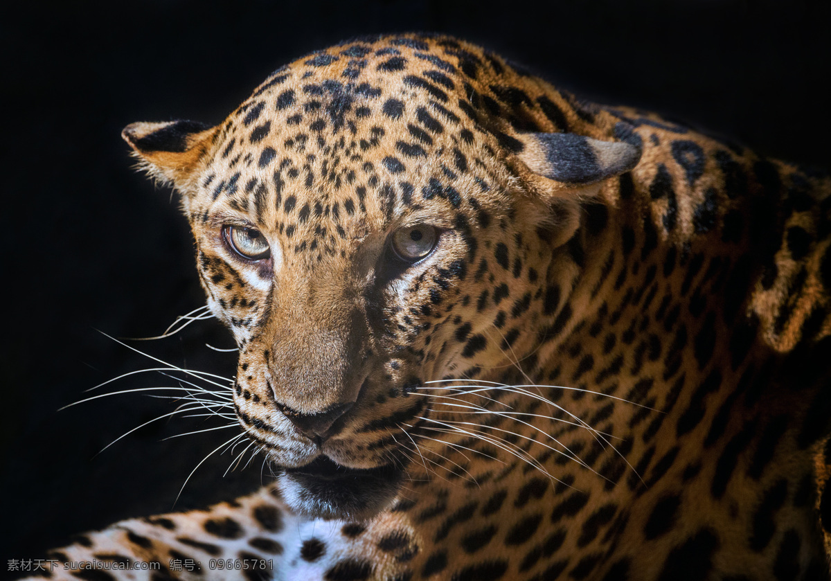 凶猛的豹子 豹子野生动物 动物世界 陆地动物 生物世界 黑色