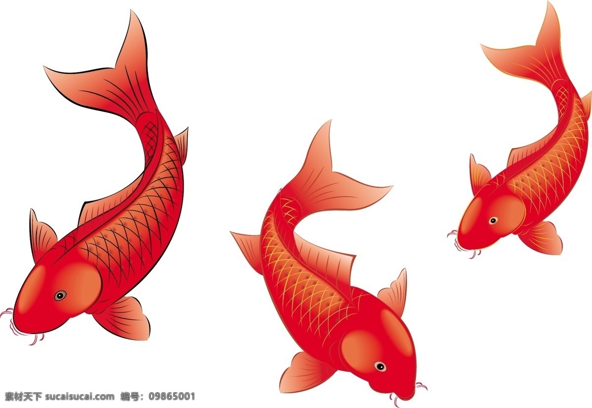 矢量鱼 年年有余 生物世界 鱼类 鱼 矢量图库