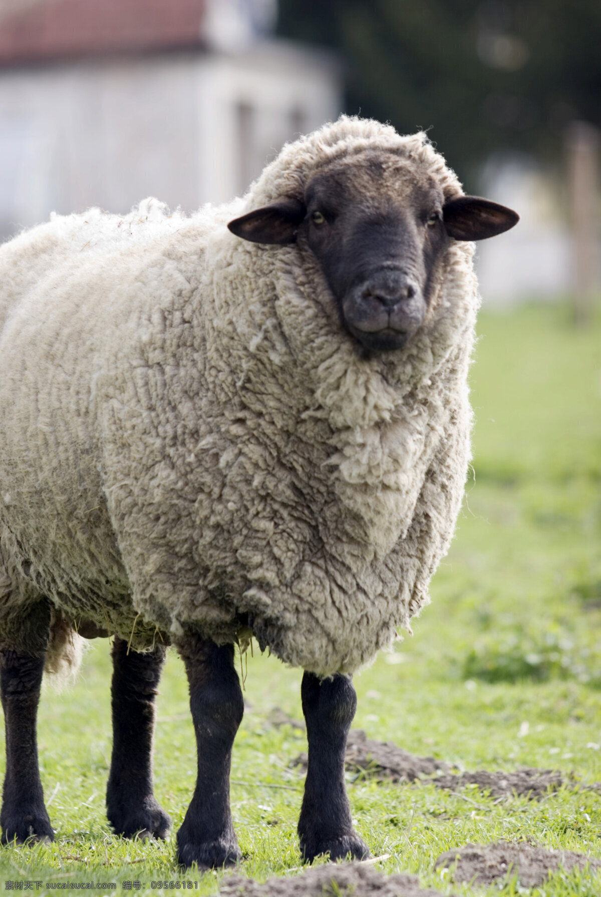 绵羊 牧场 羊 动物世界 摄影图 陆地动物 生物世界