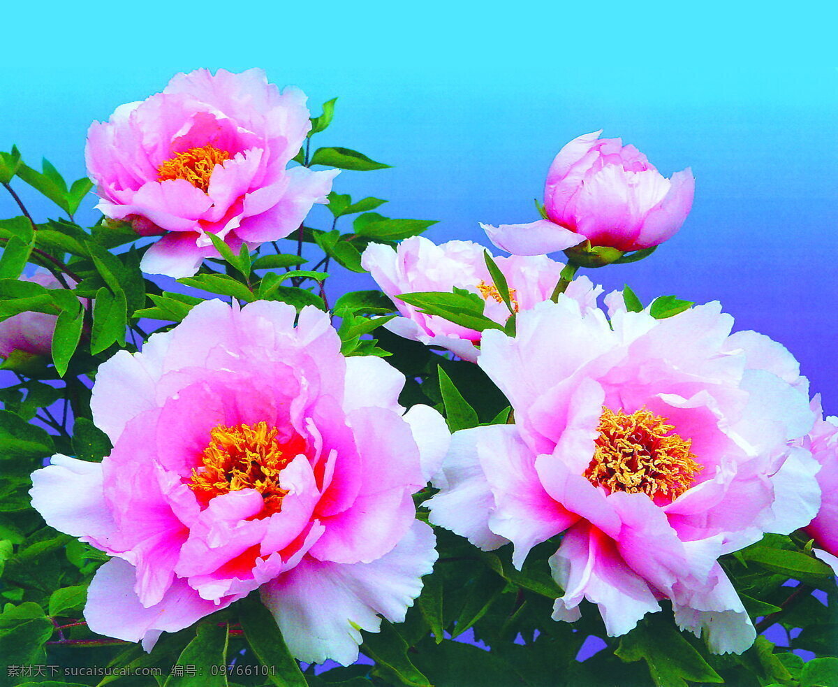 唯美 粉色 牡丹花 高清 淡雅花朵 粉色花朵 粉嫩花朵 淡雅