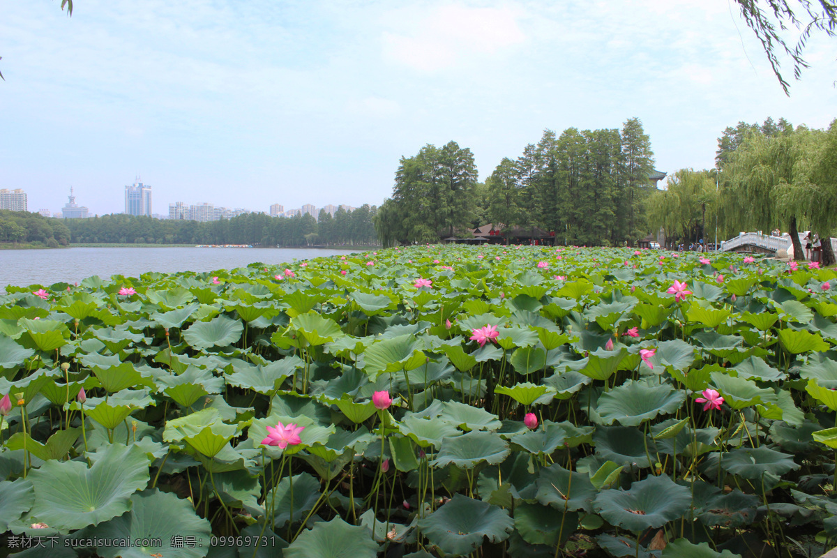 武汉 东湖 荷塘 风光 旅游 荷花 湖泊 公园 旅游摄影 国内旅游
