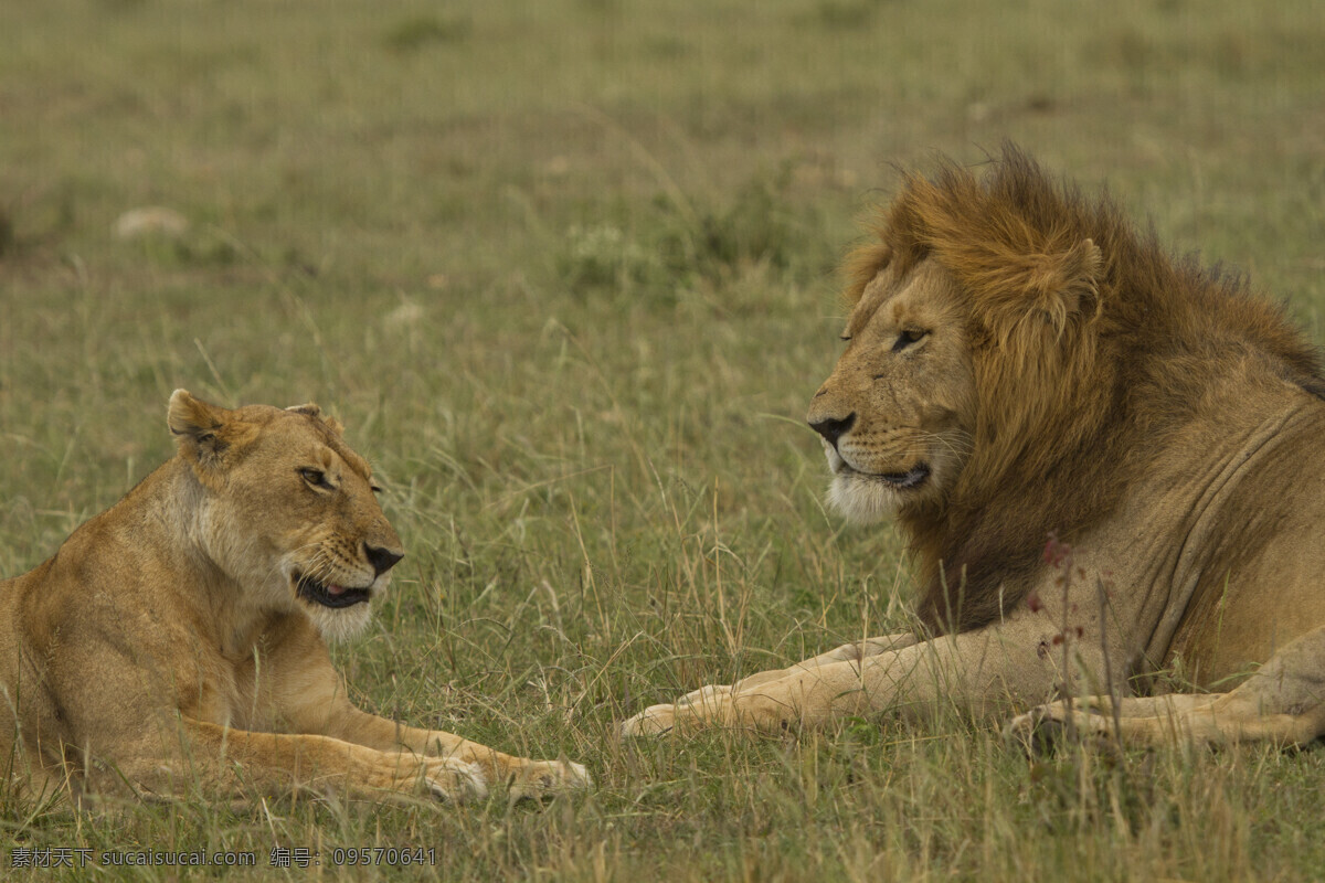 草原 上 狮子 非洲动物 野生动物 动物世界 非洲草原 雄狮 陆地动物 生物世界