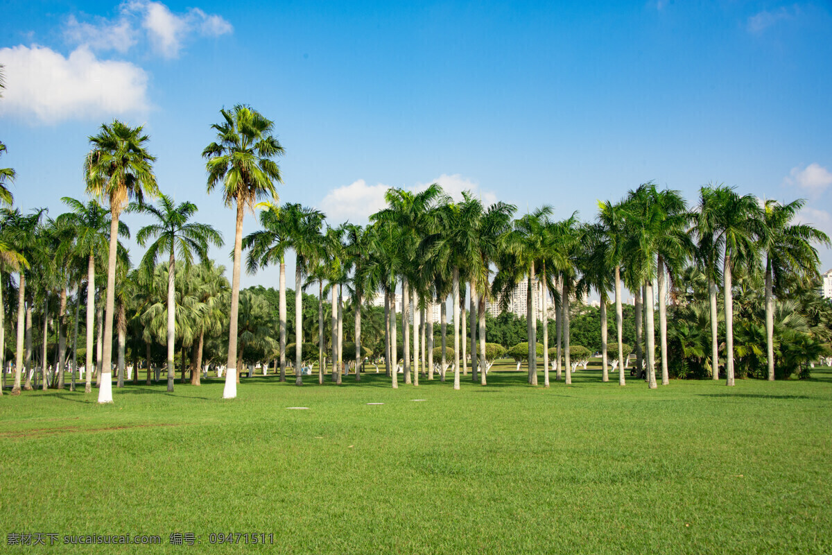 槟榔树图片 海南 海口 海口万绿园 阳光 蓝天 云彩 蓝天白云 草地 草坪 绿地 城市绿化 景观绿化 公园绿化 建筑园林 园林建筑