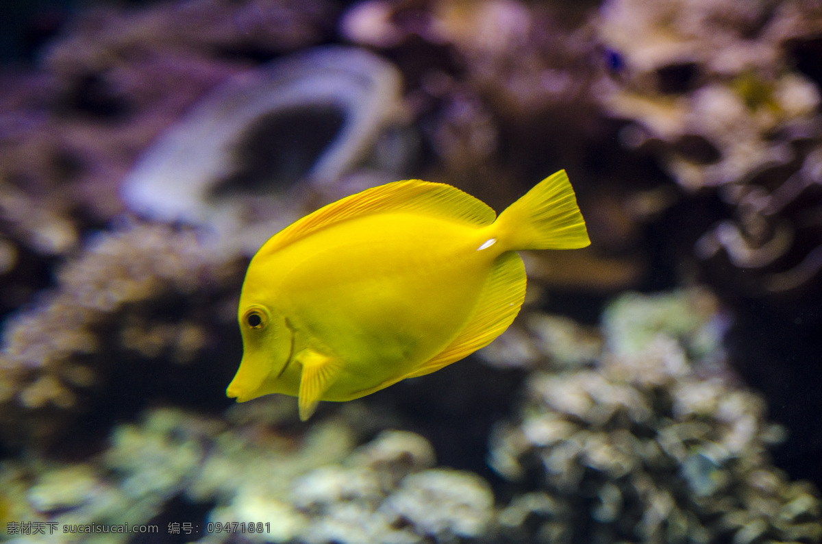 热带鱼 海底世界 珊瑚 大自然 景观 景象 生物 动物 海洋 海底 水中 鱼类 魚 海洋生物 生物世界