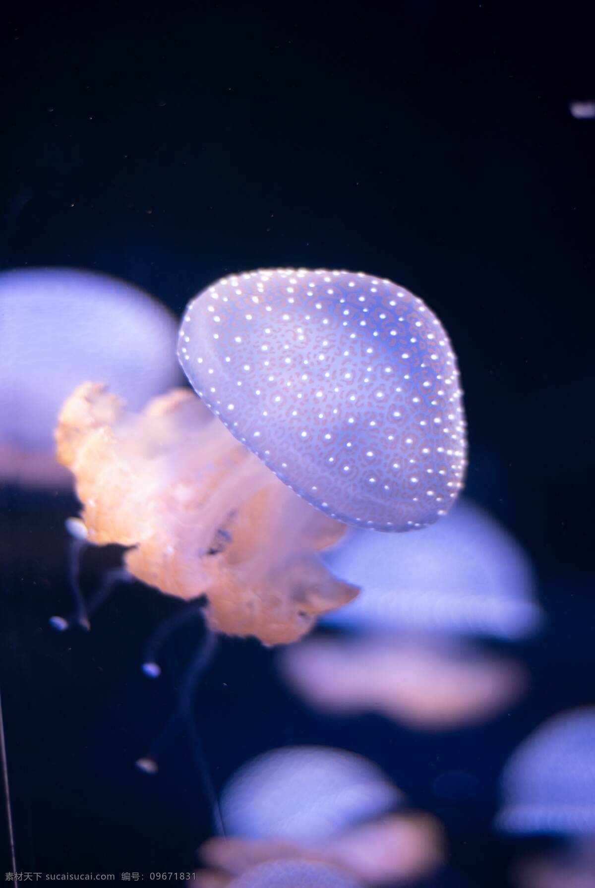 海蜇 海 大海 触须 海洋 动物 水下 水族馆 特写 海洋世界 海底世界 美丽水母 海洋生物 自然动物 生物世界
