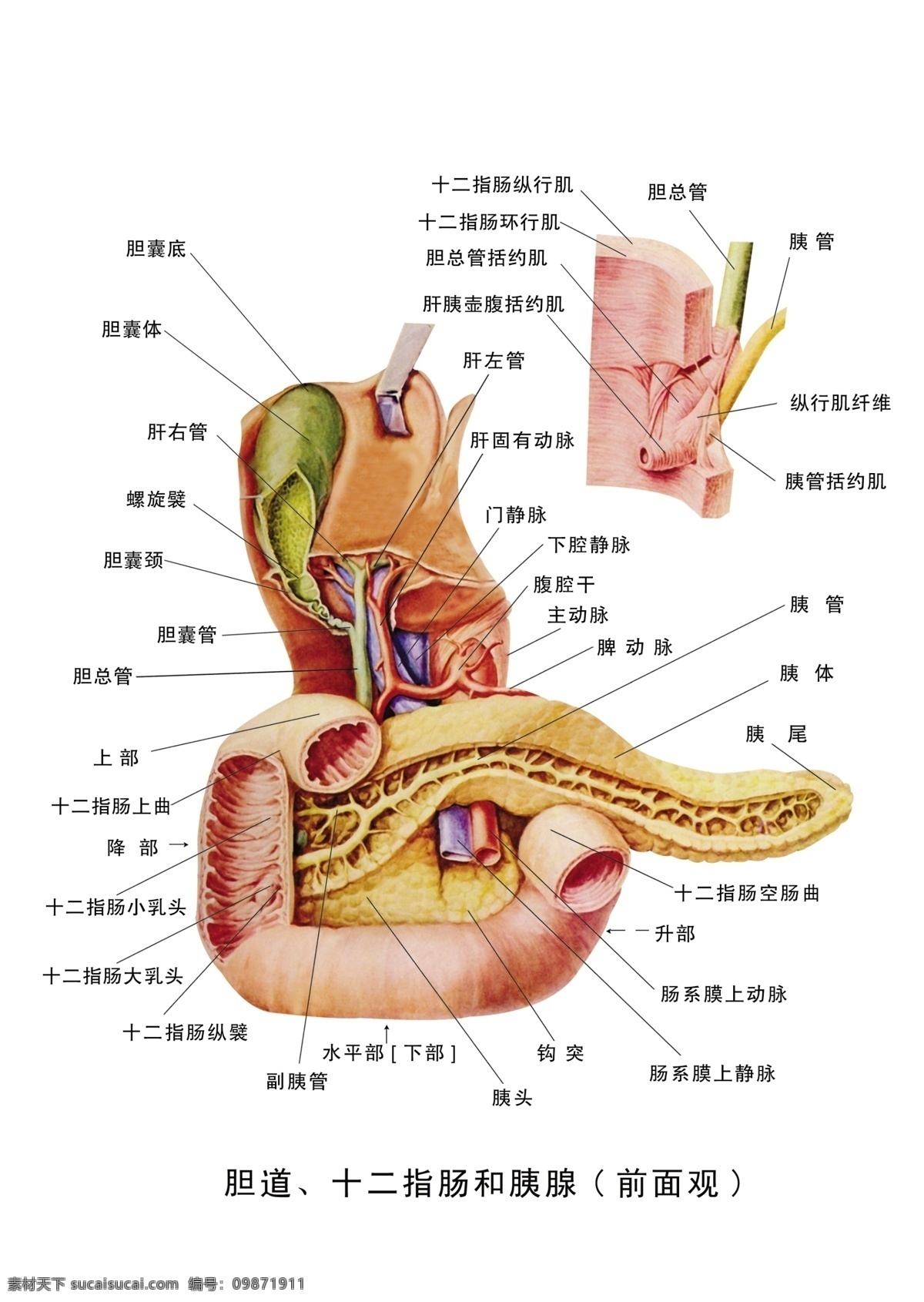 医疗 人体 科室 挂图 分层 psd源文件 骨架 器官 人体器官图 医院 医院医疗 胆道 十二指肠和胰 人体科室挂图 结构图 图