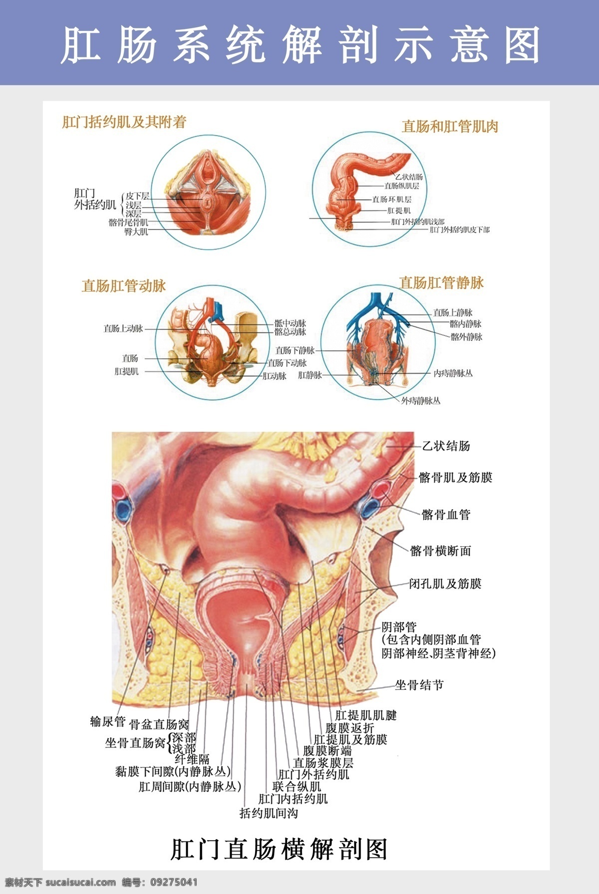 肛肠科挂图 肛肠 肛肠科 解剖图 生殖器挂图 肛肠挂图 肛肠解剖图 医院挂图 直肠动脉图 肛肠动脉图 肛肠横解剖图