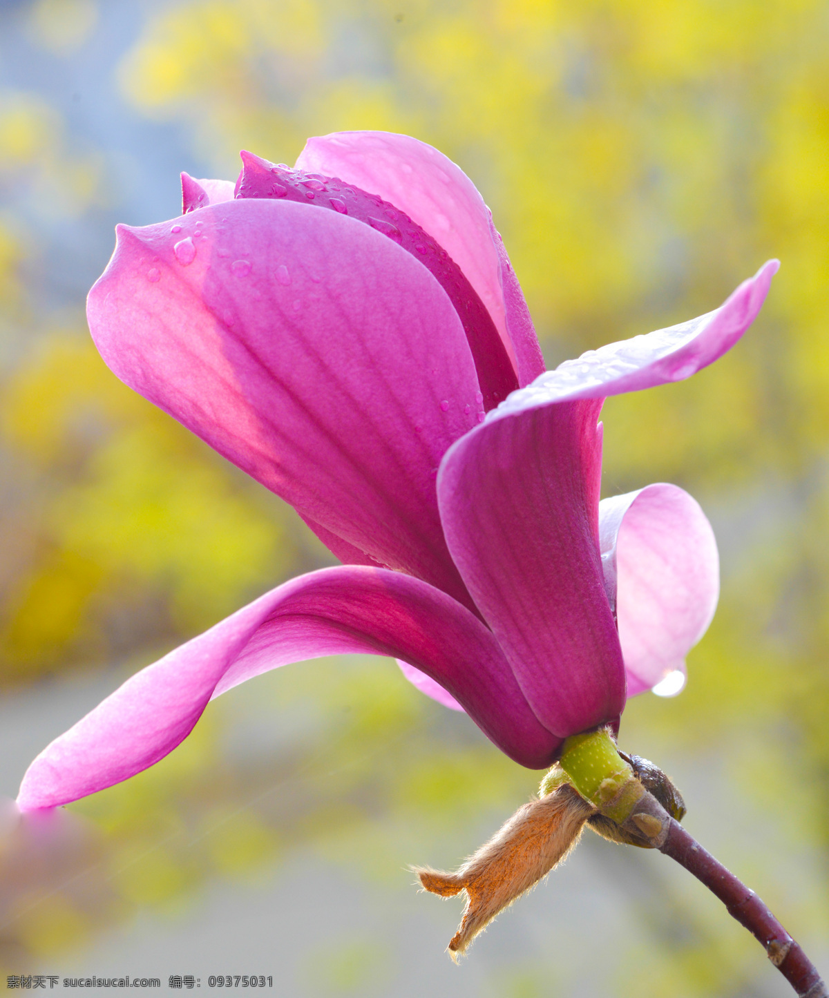 玉兰花 粉玉兰花 花径 黄花虚背景 花朵 生物世界 花草