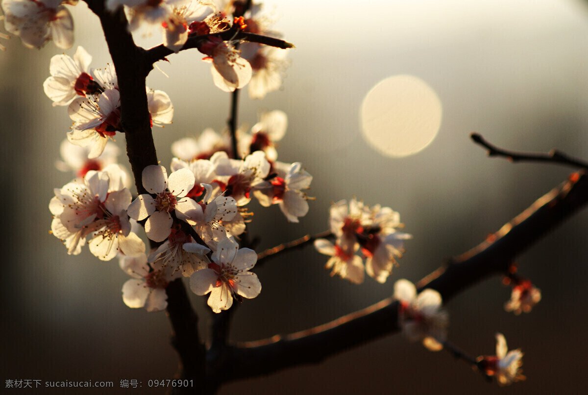 花容月貌 杏花 明月 诗意 花瓣 影像 自然景观 田园风光