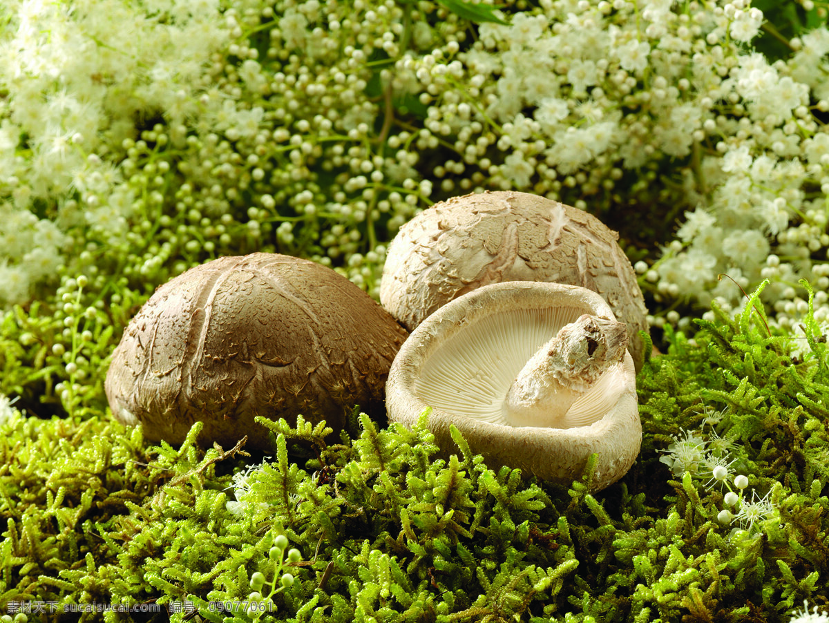 鲜花 一起 香菇 蔬菜 食物 菌类 蘑菇 新鲜 草地 满天星 绿色 蔬菜图片 餐饮美食