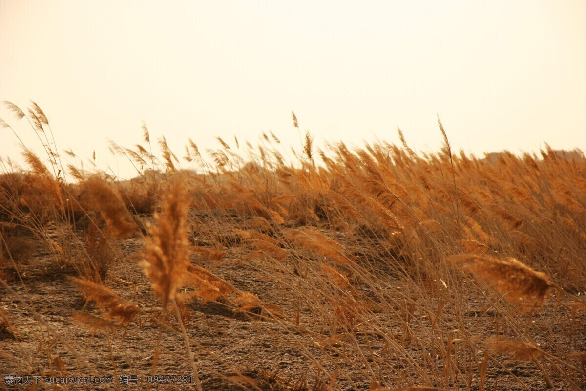 风吹苇动 新疆 塔克拉玛干 沙漠 植物 芦苇 生命力 阳光 夕阳 荒芜 荒漠 戈壁 塔克拉玛干沙漠 剪影 自然风景 自然景观