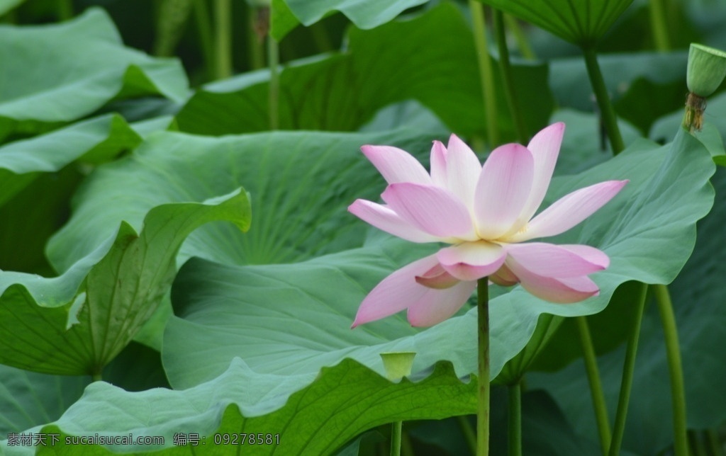 荷花 莲花 花朵 桌面 背景 绿色 自然风景 花卉 花草 生物世界