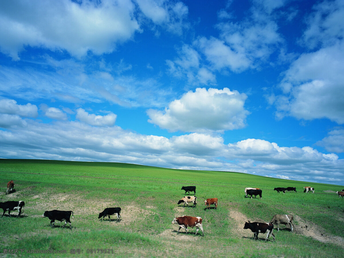 草原 牧场 高清 蓝天 白云 草地 牛群 平原 风景 家禽家畜 生物世界