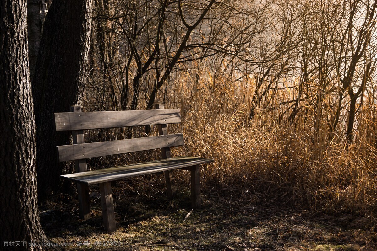 秋季森林长椅 板凳 座位 休息 长椅 森林 秋季 黑色