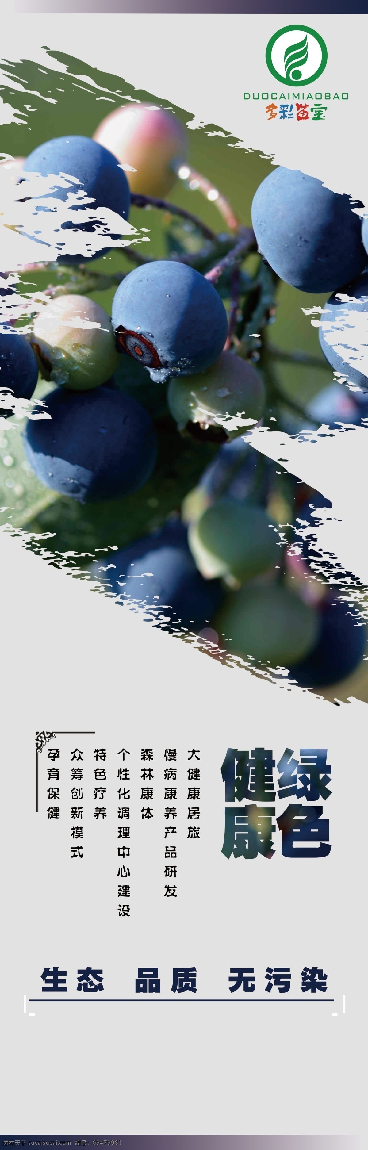 蓝莓海报 蓝莓健康 绿色蓝莓 多彩苗宝 蓝莓作用