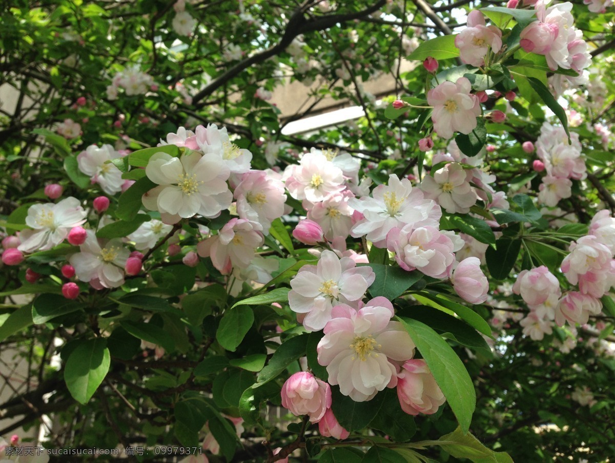粉色 海棠花 高清 白色 花瓣 春天 盛开 花卉