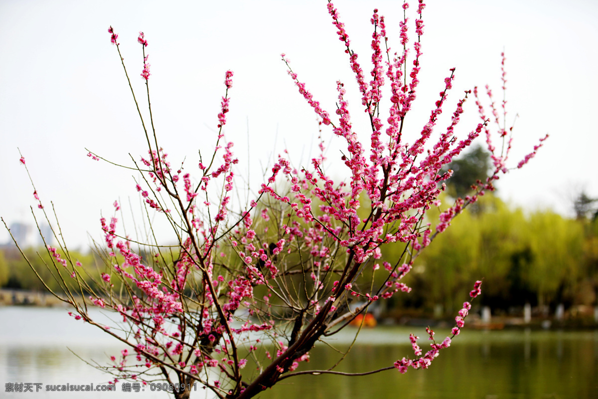 红梅枝头 红梅花开 红梅 春梅 春梅花开 花 生物世界 花草