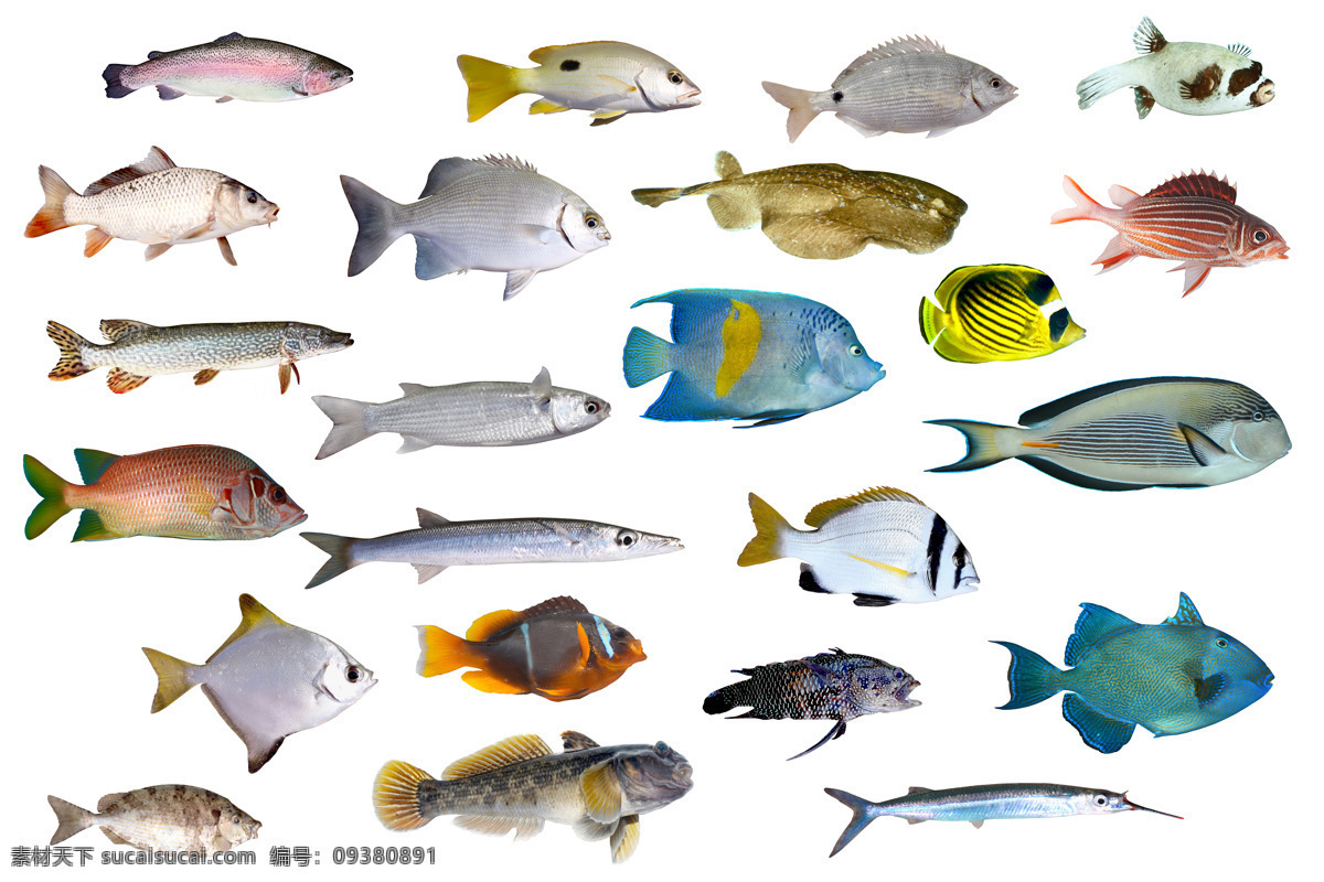 小鱼 种类 大全 高清 热带鱼 彩色 海洋鱼类 彩色鱼 鱼儿 鱼类 漂亮的鱼 海洋生物 动物图片 白色
