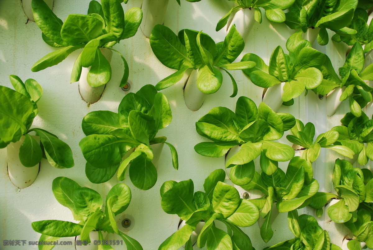 菠菜 蔬菜大棚 现代科技 生态大棚蔬菜 日光温室棚 绿色蔬菜棚 高科 枝 养殖 蔬菜 基地 沙漠生态大棚 农业生产 矢量图 日常生活