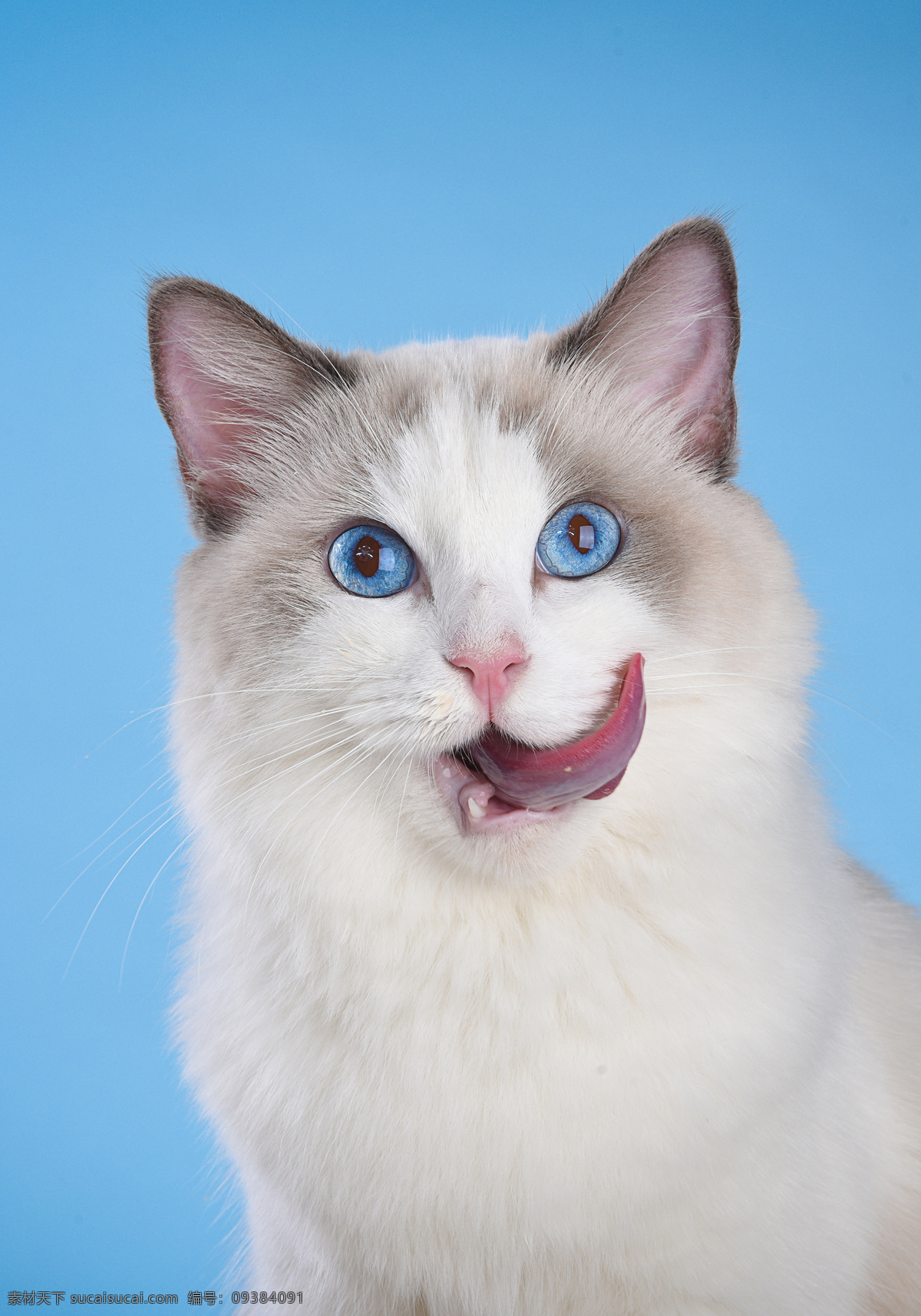 蓝 眼睛 布偶 猫 可爱 动物 宠物 蓝眼睛 布偶猫 生物世界 家禽家畜