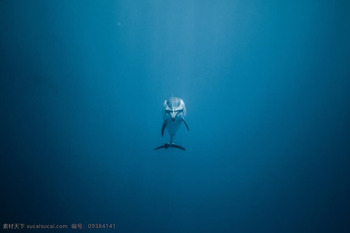 海豚 海里 大海 水底 海底 海底世界 一只 特写 生物世界 海洋生物