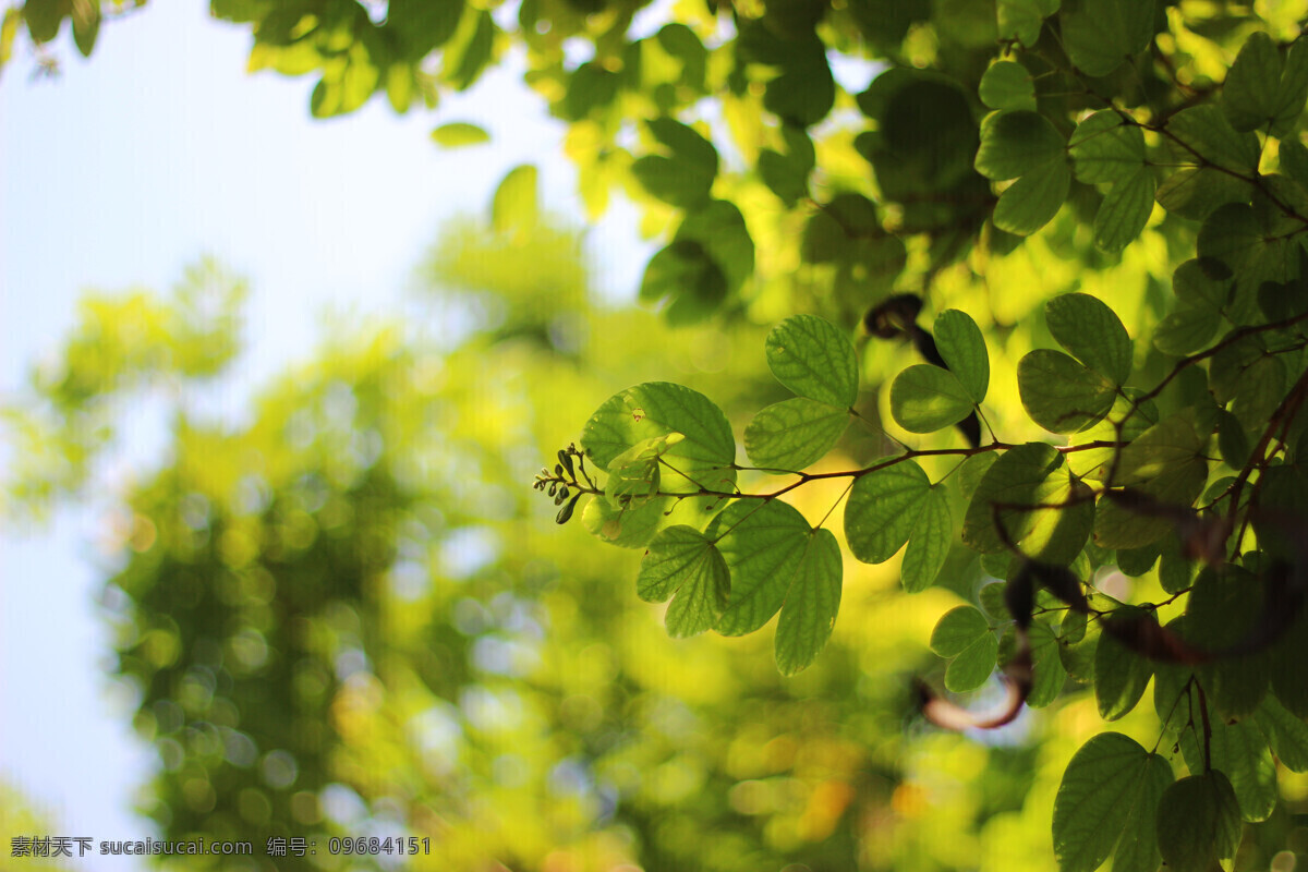 逆光 树叶 大光 圈 光斑 背景图片 绿叶 阳光 绿色背景 紫荆 日常拍摄素材 生物世界 树木树叶