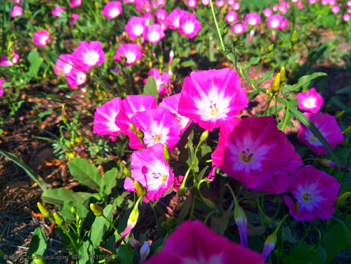 喇叭花 花朵 鲜花 盛开 粉色 花瓣 花海 生物世界 花草