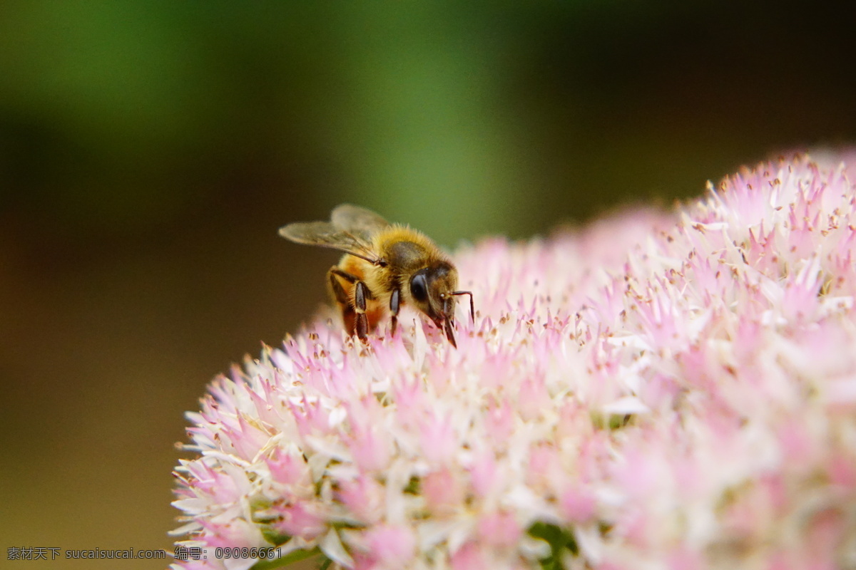 蜜蜂采蜜 蜜蜂 采蜜 昆虫 照片 高清 小花 白花 花 植物 大光圈 微距 近摄 摄影原创 生物世界