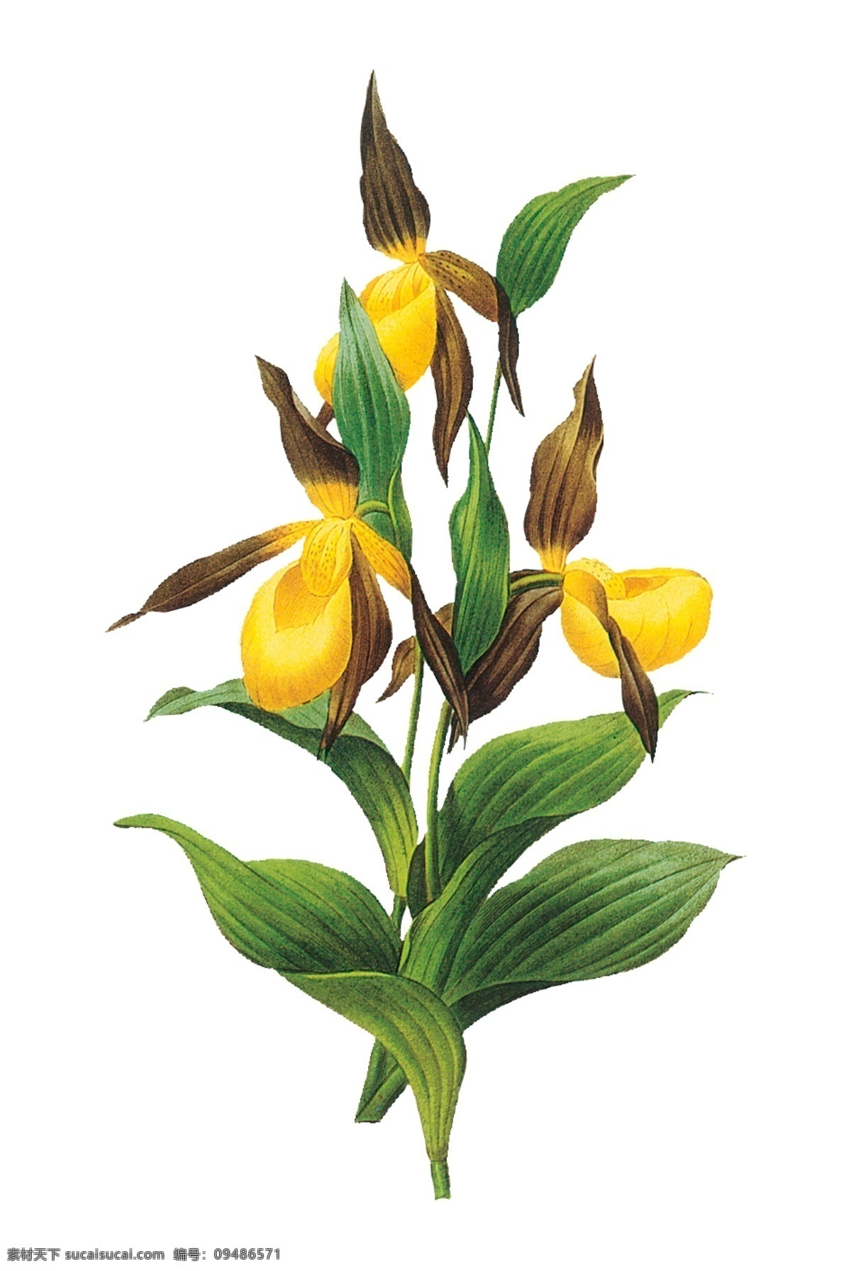 兰花 胡姬花 花瓶 插花 鲜花 花瓣 花蕊 怒放 特写 中国兰 花卉 高洁 清雅 花中君子 自然 花朵 花 花卉系列 春天 花草 生物世界 背景分层 白色背景 分层 源文件