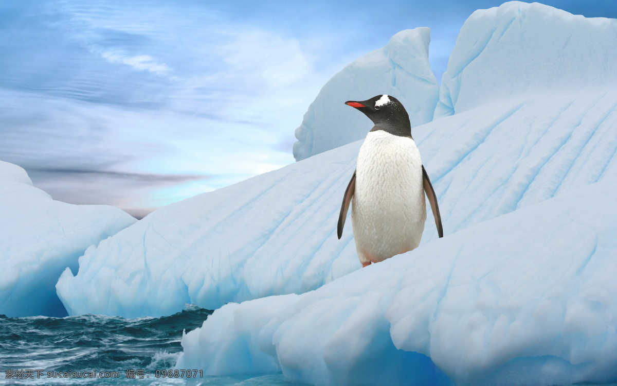 帝企鹅 小企鹅 企鹅群 呆萌 企鹅跳水 跳水 南极 北极 冰雪 雪地 自然精灵