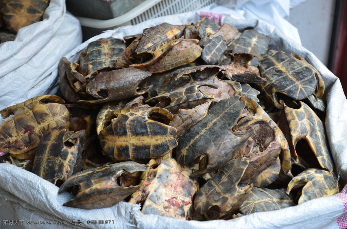 龟板 亳州 安徽 药材市场 乌龟壳 中药材 中药药材 餐饮美食