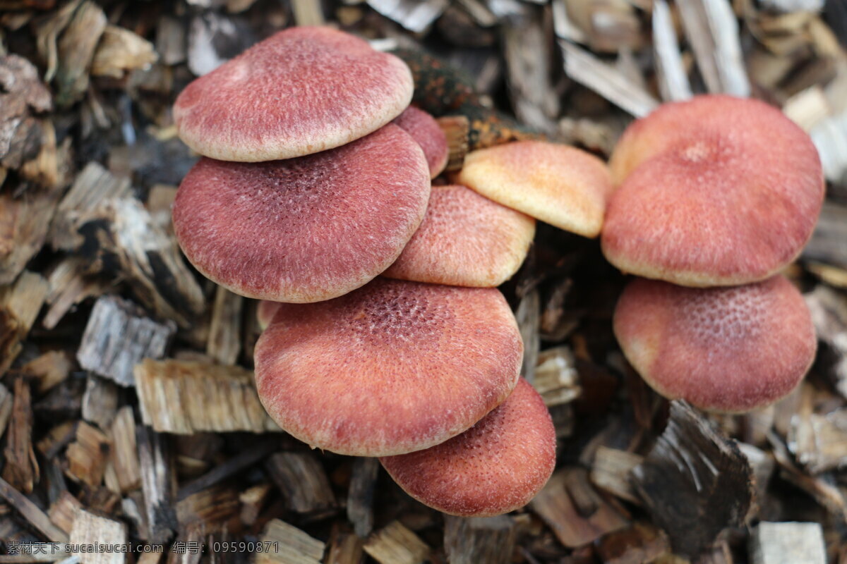 红菇 蘑菇 紫红菇 黑紫菇 食用菌 野生菌 山珍美味 生物世界 其他生物