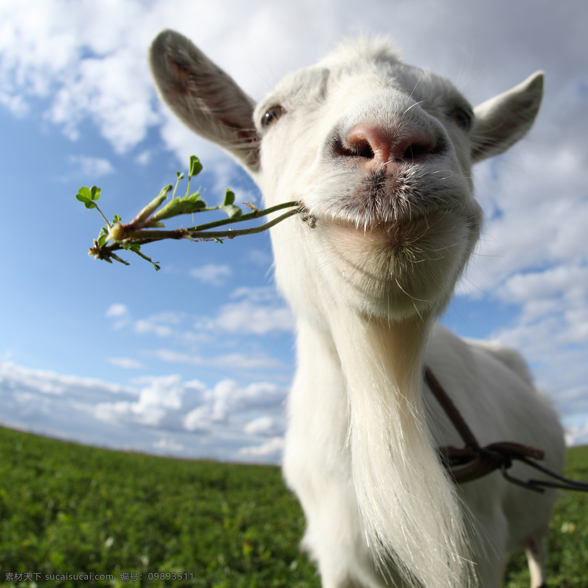 草地 上 吃 草 羊 可爱小羊羔 小羊羔 动物世界 动物摄影 陆地动物 生物世界