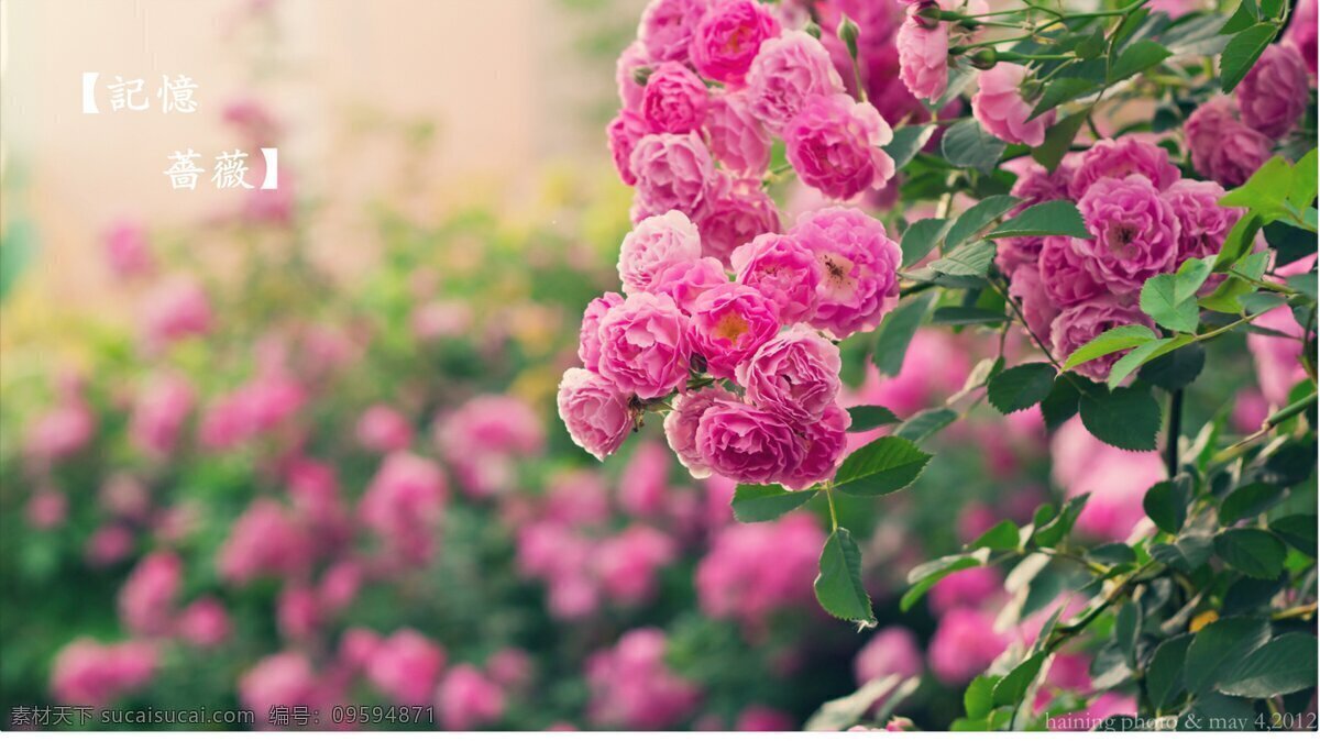 红色 花 阳光 背景 花草背景 草 光线 绿色 太阳 唯美 植物
