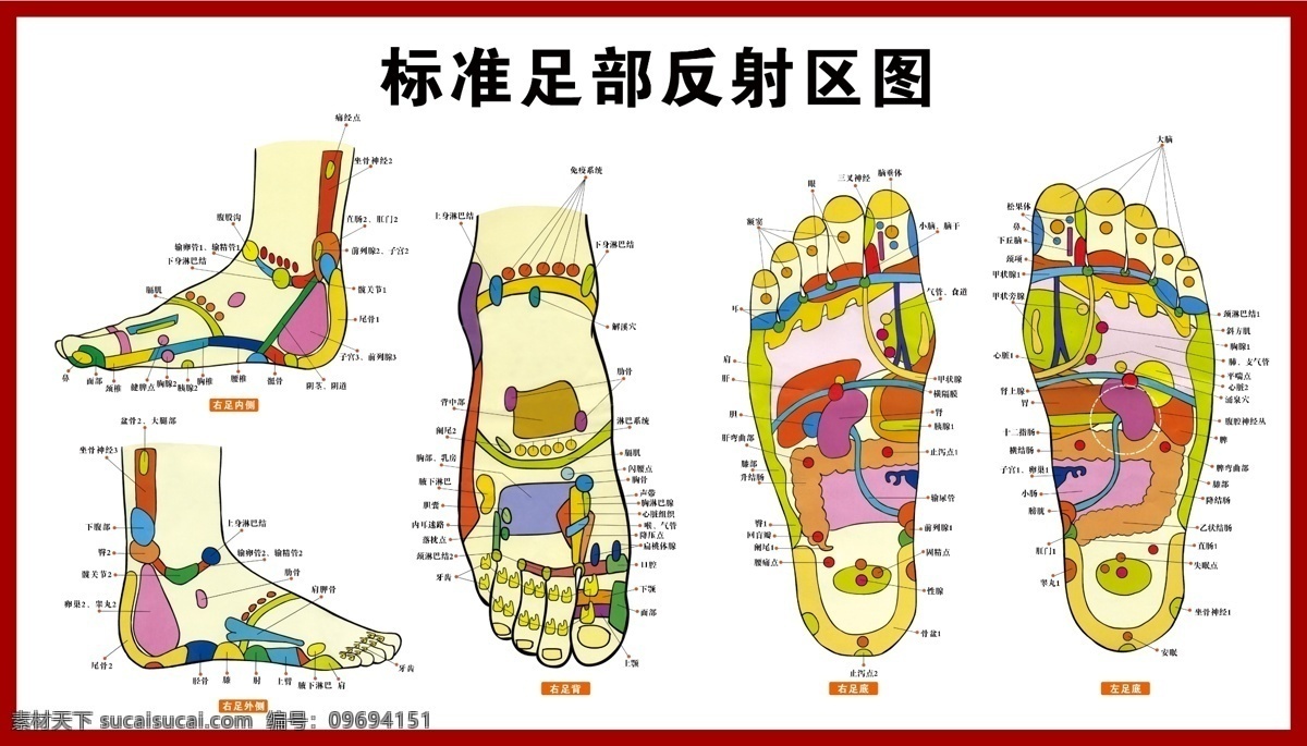 足疗 足 足部反射区图 足部穴位 足部按摩看板 足部按摩 标准 部 反射 区 图 看板类 分层 源文件