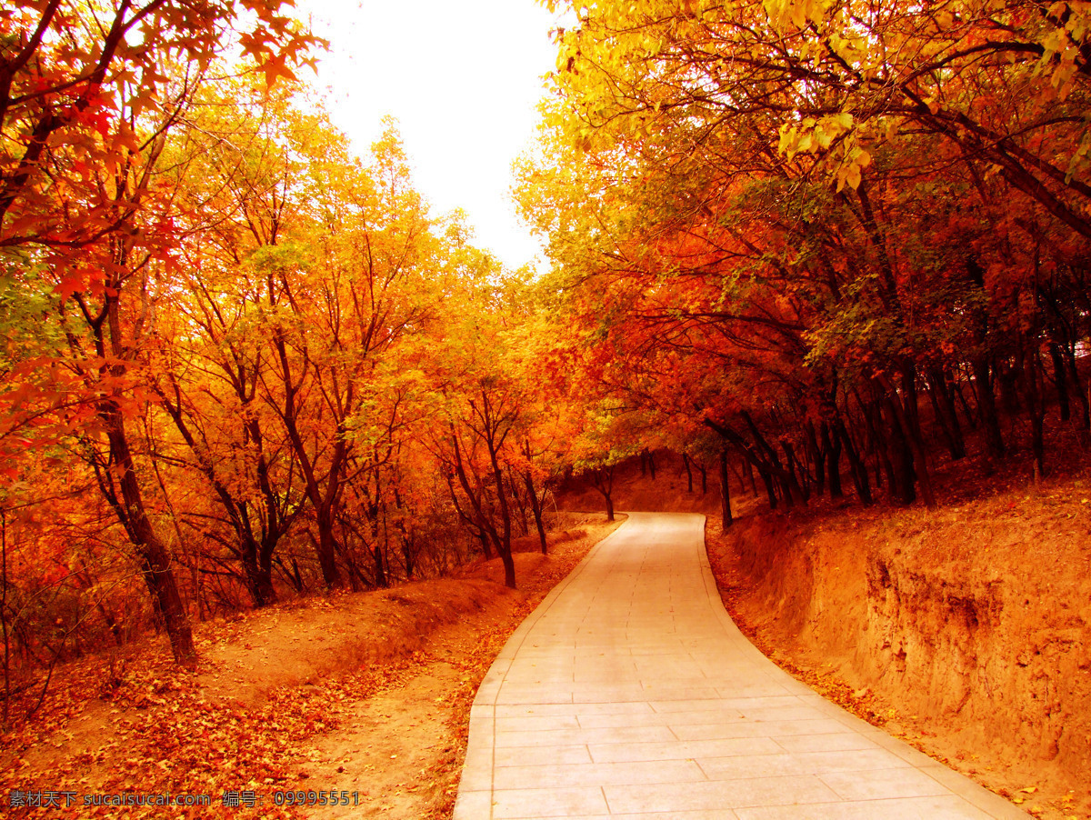 秋天 风景 枫叶 黄色 秋天风景 树木 山上 生活 旅游餐饮