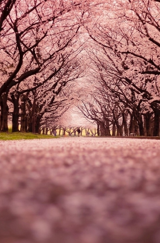 樱花小路 樱花 树 粉色系 低视角拍摄 暖色调 生物世界 树木树叶