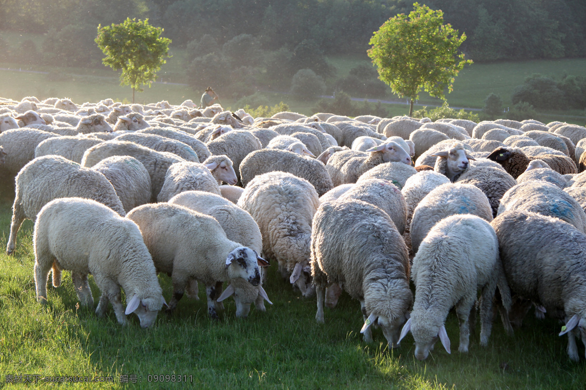 绵羊 羔羊 羊羔 羊毛 动物世界 动物 动物素材 野生动物摄影 生物世界 野生动物