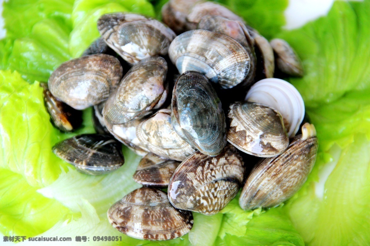 海鲜 姜葱炒花蛤 美食 美味 水产 餐饮美食 食物原料